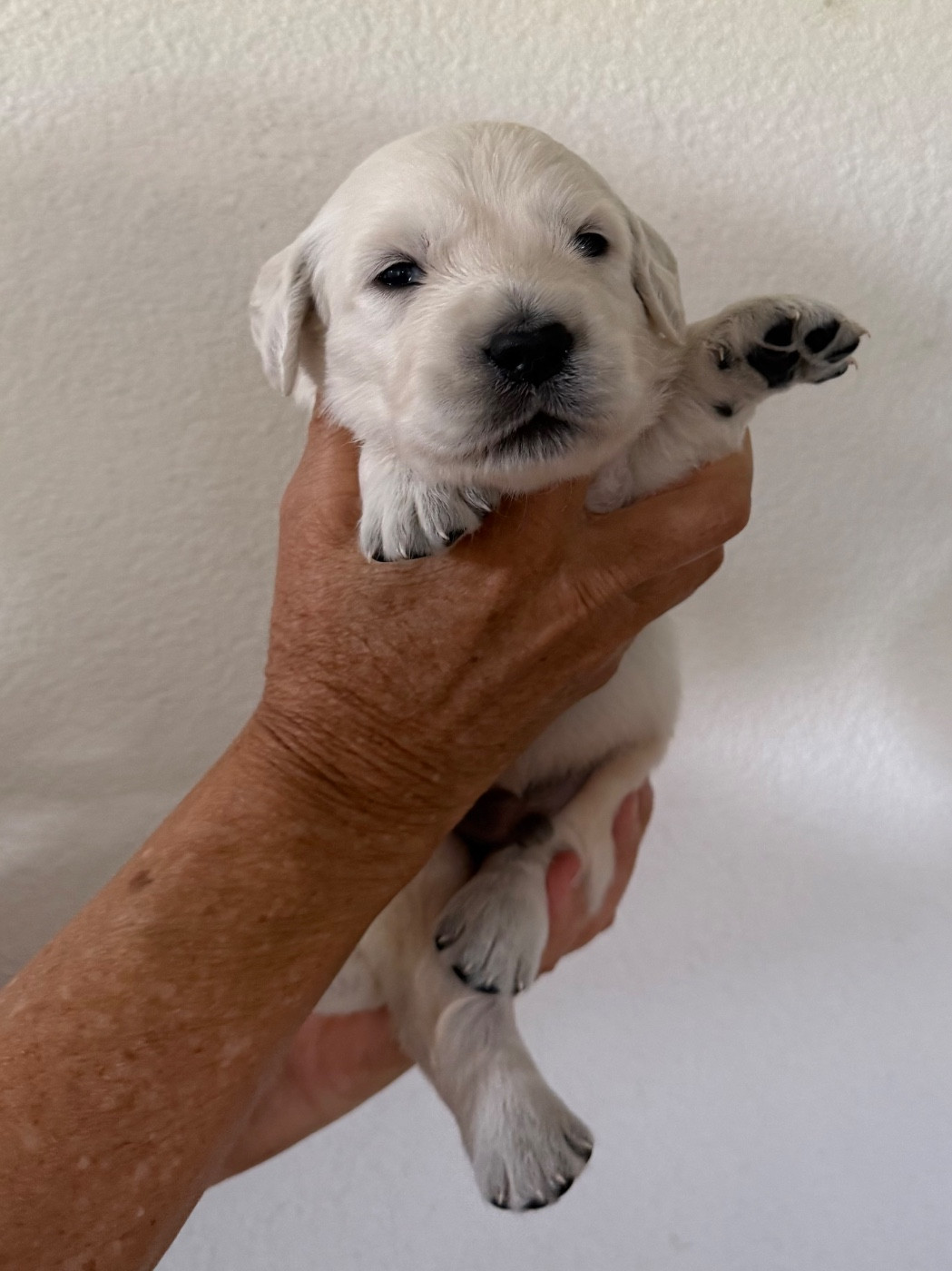 Golden Retriever - De La Ferme Mittelfeld