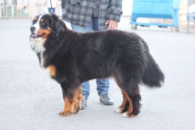 GaÏa deesse de la terre des Arvernes Suisses - EXCELLENT