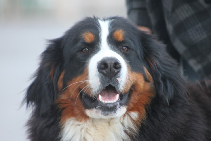 GaÏa deesse de la terre des Arvernes Suisses - 3EME EXCELLENT