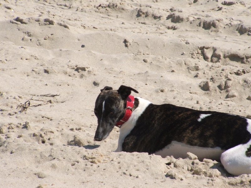 Publication : De Bambino Bristl Auteur : Desprez Sylvie