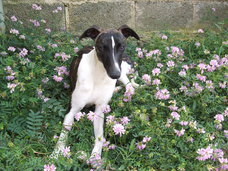 Publication : De Bambino Bristl Auteur : Desprez Sylvie