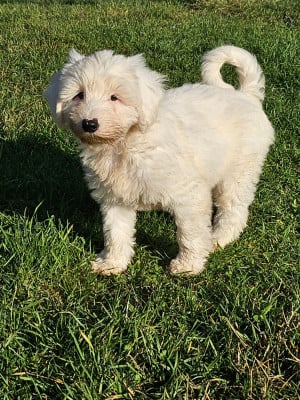 des Anges Gardiens du Tibre