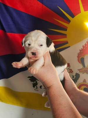 Les chiots de Terrier Tibetain