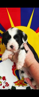 Les chiots de Terrier Tibetain