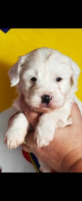 Les chiots de Terrier Tibetain