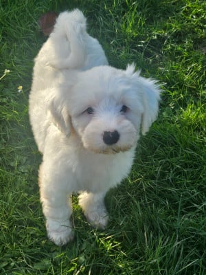 Les chiots de Terrier Tibetain