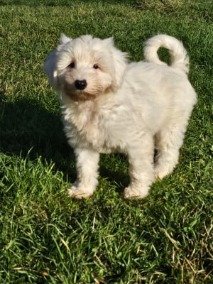 Les chiots de Terrier Tibetain