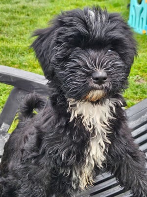 Les chiots de Terrier Tibetain