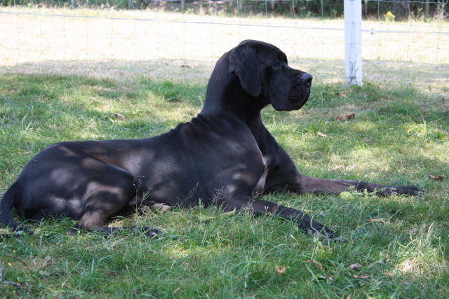 Publication : Du Haut Comté D'il -ha- Gwilen Auteur : Kametiskal