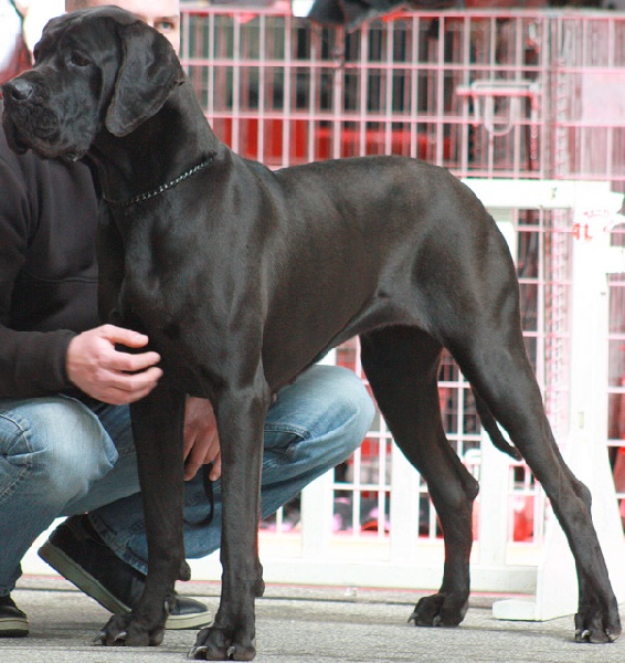 Publication : Du Haut Comté D'il -ha- Gwilen Auteur : Kametiskal