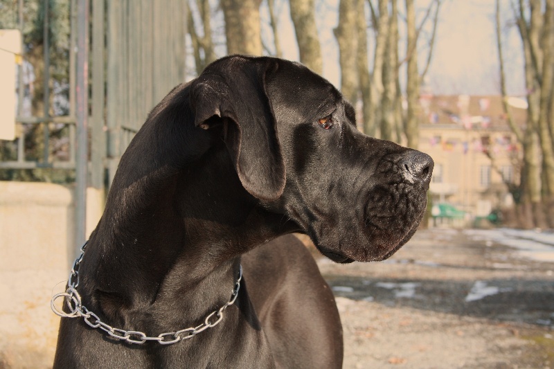 Publication : Du Haut Comté D'il -ha- Gwilen Auteur : Kametiskal