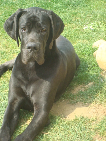 Publication : Du Haut Comté D'il -ha- Gwilen Auteur : Kametiskal