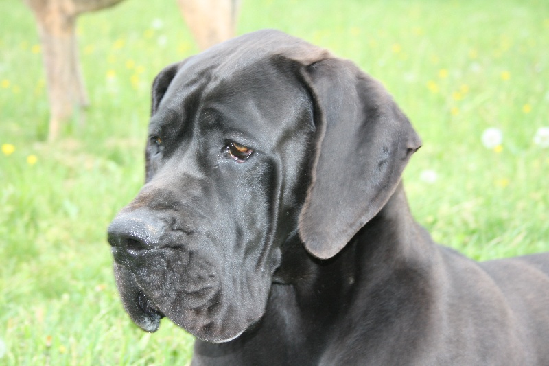 Publication : Du Haut Comté D'il -ha- Gwilen Auteur : Kametiskal