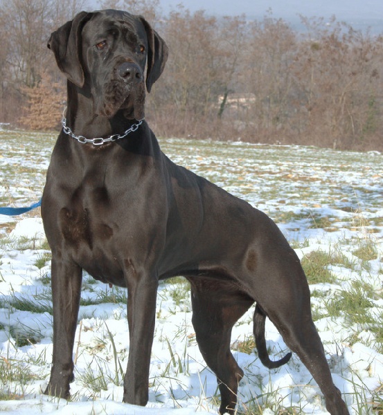 Publication : Du Haut Comté D'il -ha- Gwilen Auteur : Kametiskal