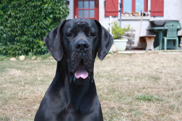 Publication : Du Haut Comté D'il -ha- Gwilen Auteur : Kametiskal