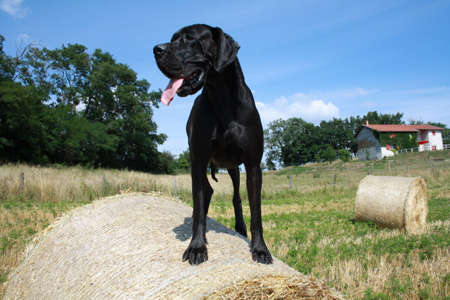 Publication : Du Haut Comté D'il -ha- Gwilen Auteur : Kametiskal