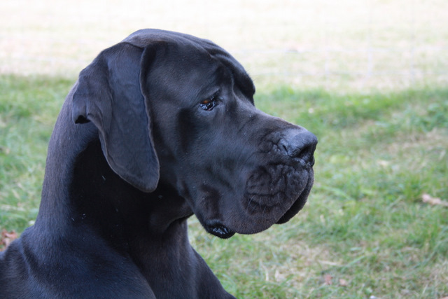 Publication : Du Haut Comté D'il -ha- Gwilen Auteur : Kametiskal