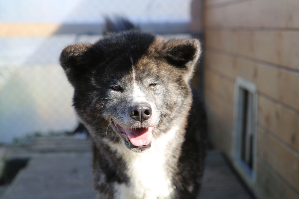 Publication : Des Templiers Sacrés Auteur : didier clara