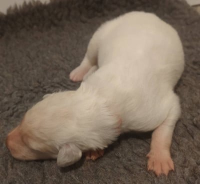 Les chiots de Barzoi