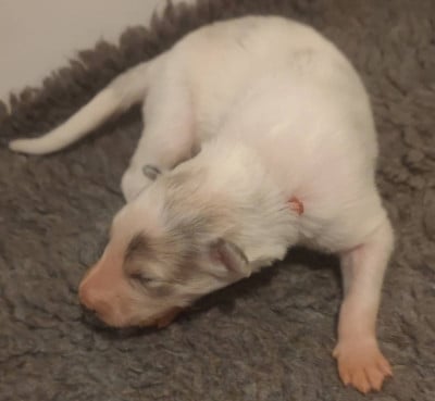 Les chiots de Barzoi