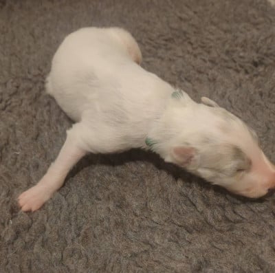 Les chiots de Barzoi