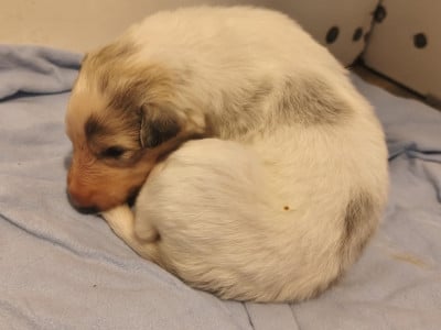 Les chiots de Barzoi