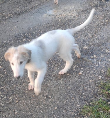 Les chiots de Barzoi