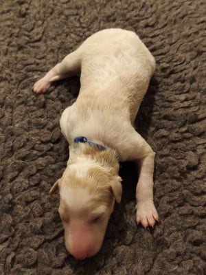 Les chiots de Barzoi
