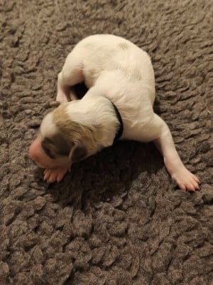 Les chiots de Barzoi