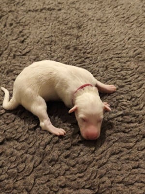 Les chiots de Barzoi