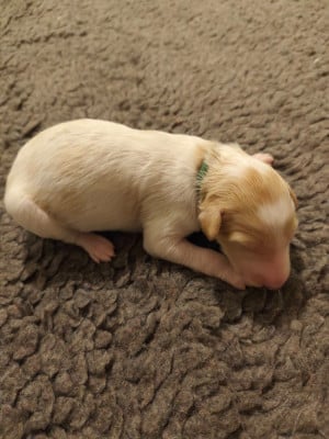 Les chiots de Barzoi