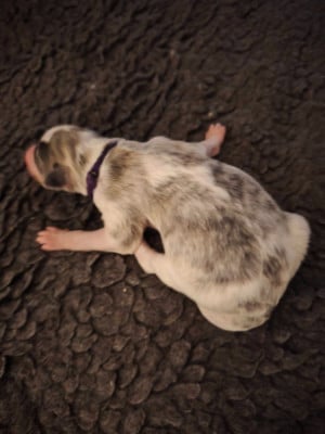 Les chiots de Barzoi