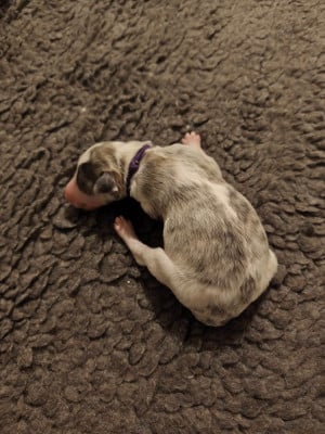 Les chiots de Barzoi