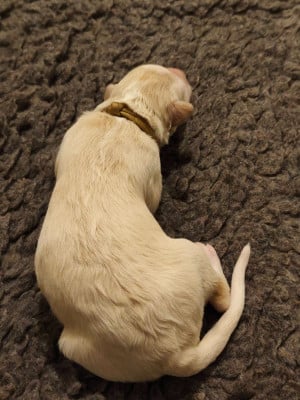 Les chiots de Barzoi