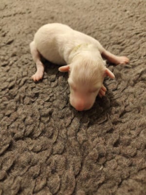 Les chiots de Barzoi