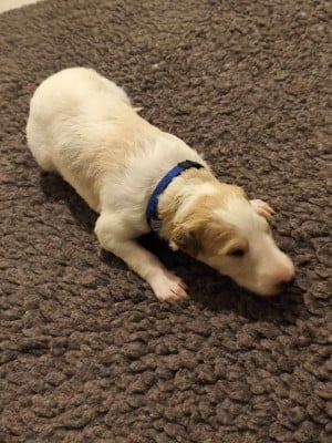 Les chiots de Barzoi