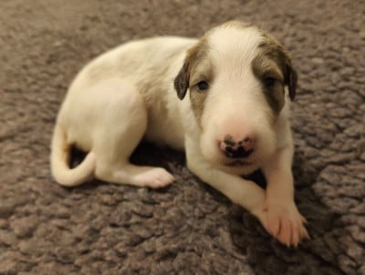 Les chiots de Barzoi