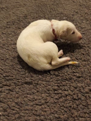 Les chiots de Barzoi