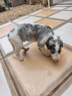 Les chiots de Barzoi