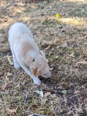 Les chiots de Barzoi