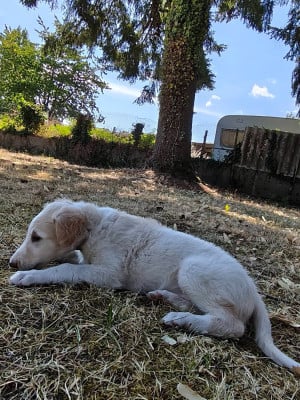 Les chiots de Barzoi