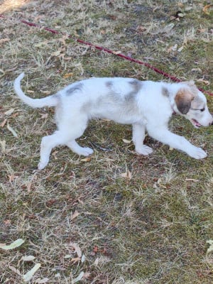 Les chiots de Barzoi