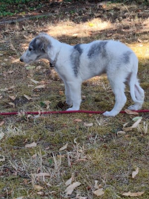 Les chiots de Barzoi