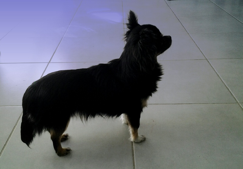 Publication : Des Ptits Frenchy's