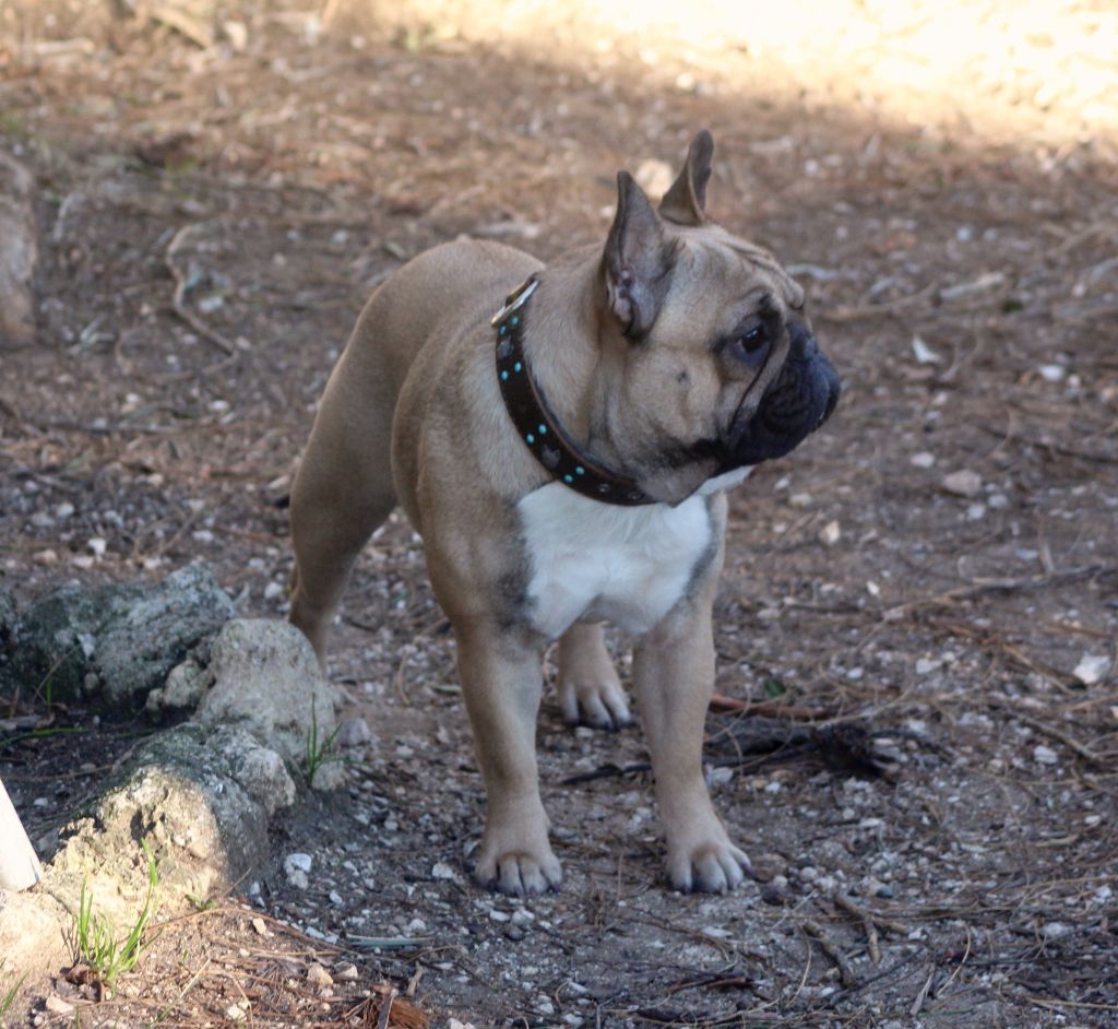 Pétunia Des Boules De Benat - 1° EXC CACS