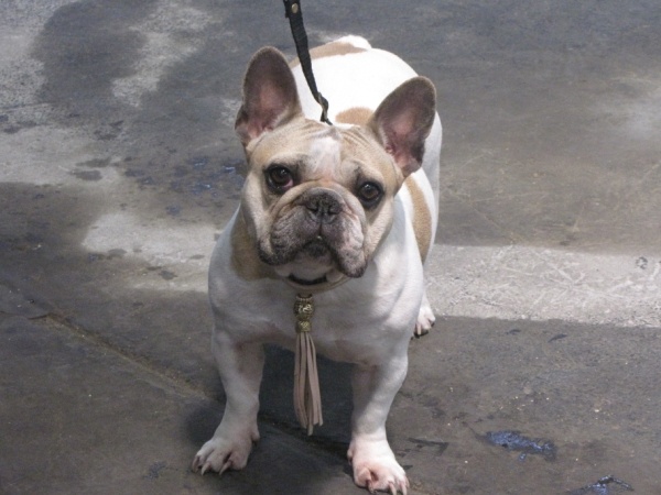 Camélia du Vallon de Beaumont - excellent non classe