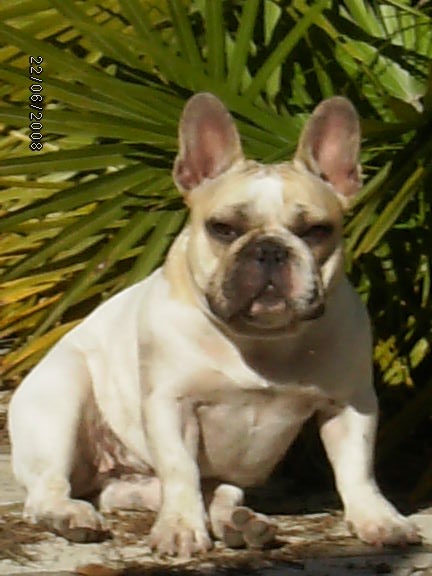 Camélia du Vallon de Beaumont - 3 ème excellent