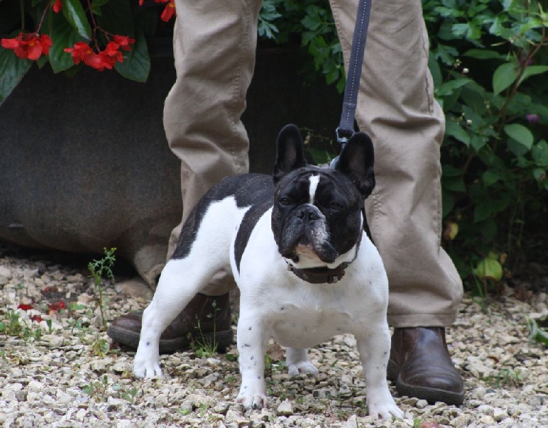 Froufrou du vallont de beaumont - CACS CACIB BOB