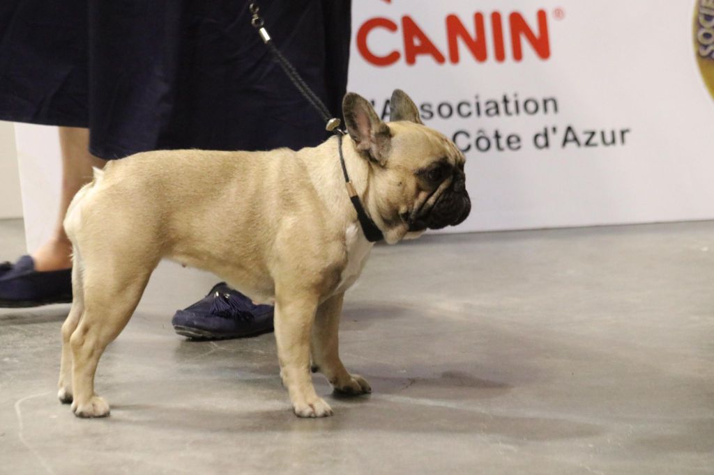Pétunia Des Boules De Benat - 1° EXC CACS