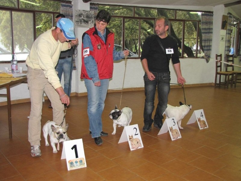 Camélia du Vallon de Beaumont - 1° EXCELLENT